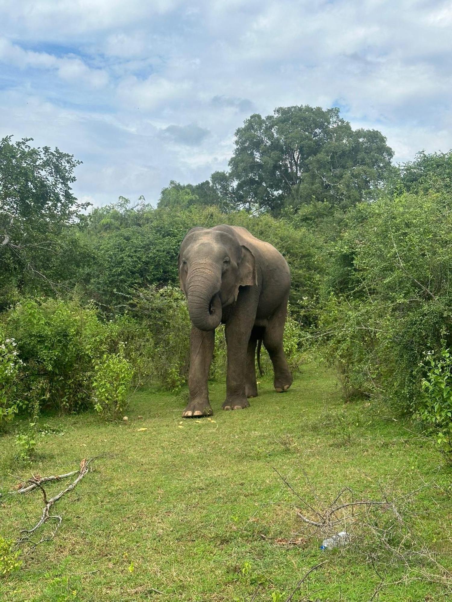 Thomasha Homestay Уэллавайя Экстерьер фото